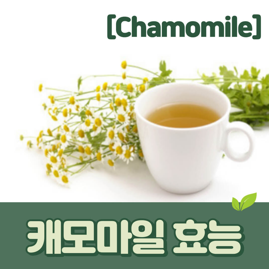 캐모마일
