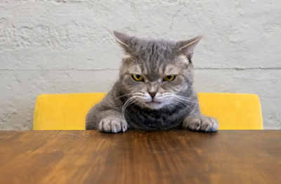 화가 난 고양이