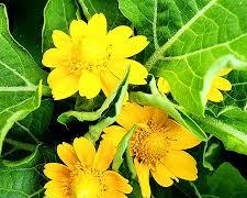 멜람포디움 이미지 사진