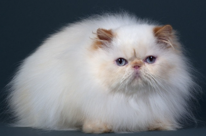 페르시아 고양이.
