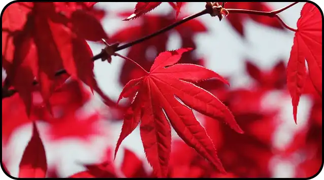 2024년 내장산 단풍절정시기