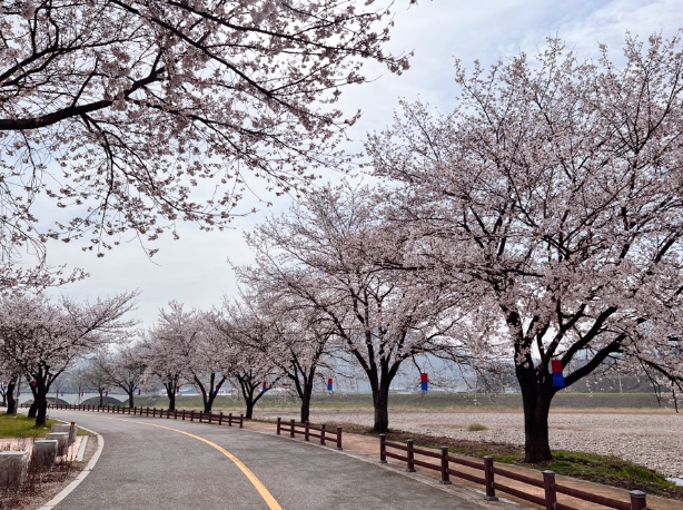 전북 벚꽃 축제 유명한 곳 총정리
