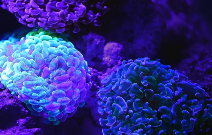 모야모야병 원인