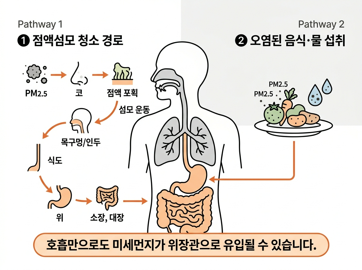 미세먼지 장 도달 경로, PM2.5 소화기 영향, 황사 장건강, 초미세먼지 위장관