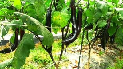 가지-수확-웃거름주기