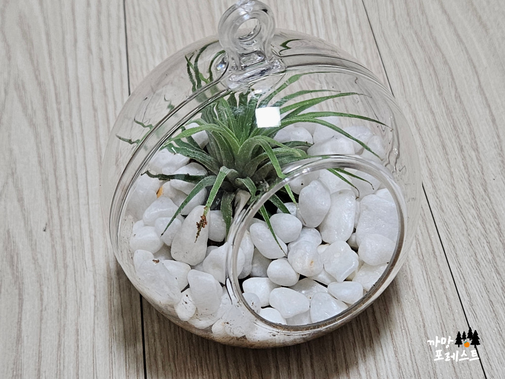 테라리움 만드는 과정