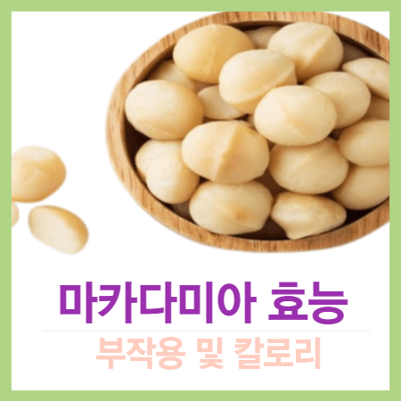 마카다미아 효능 및 부작용&#44; 칼로리