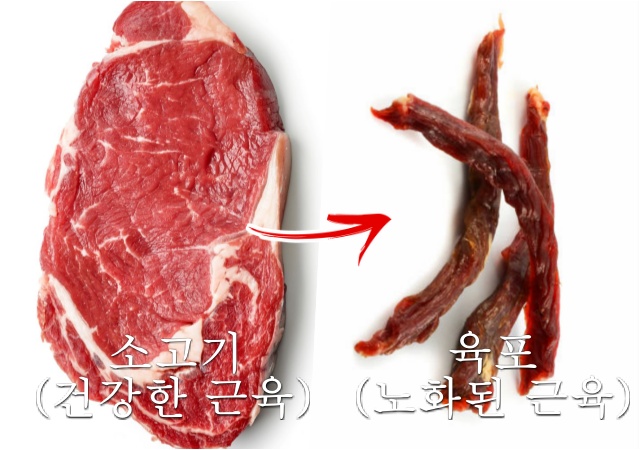 육포 근감소증 증상, 근육량 늘리는 방법, 근육 부자, 근감소증 좋은 음식 운동, 건강 팁줌 매일꿀정보