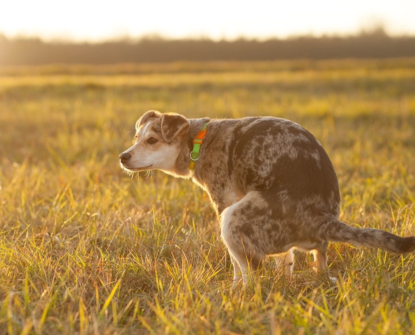 강아지 배변훈련 실패원인 방법