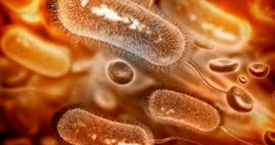 헬리코박터균 감염의 치료 