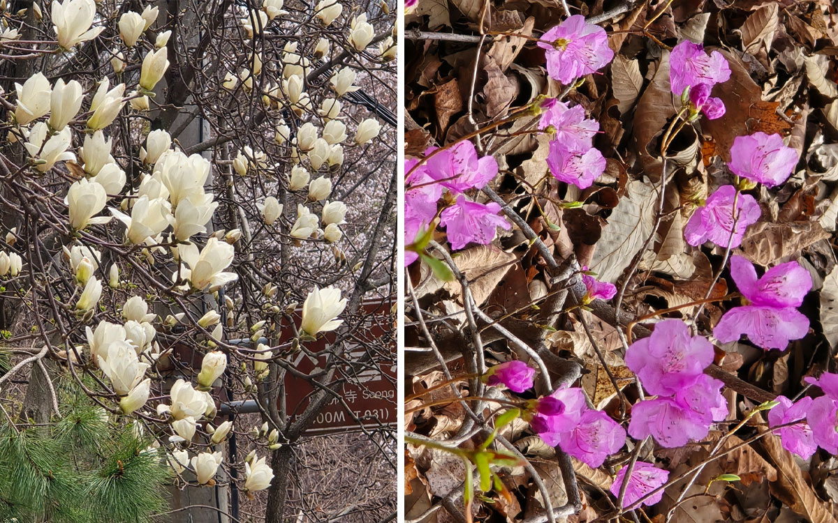 하얀 목련과 진달래