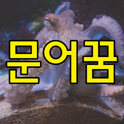 문어꿈