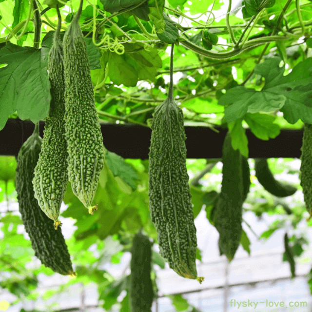 당뇨에 좋은 천연 인슐린 여주