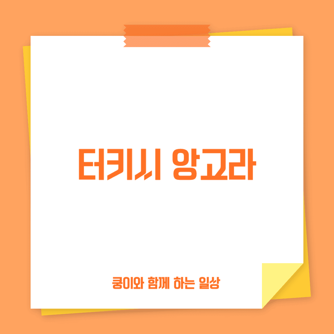 터키시 앙고라(Turkish Angora)