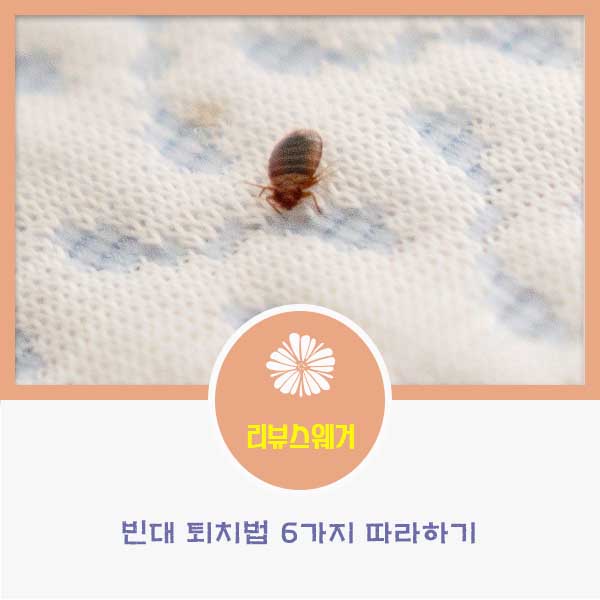 빈대퇴치방법