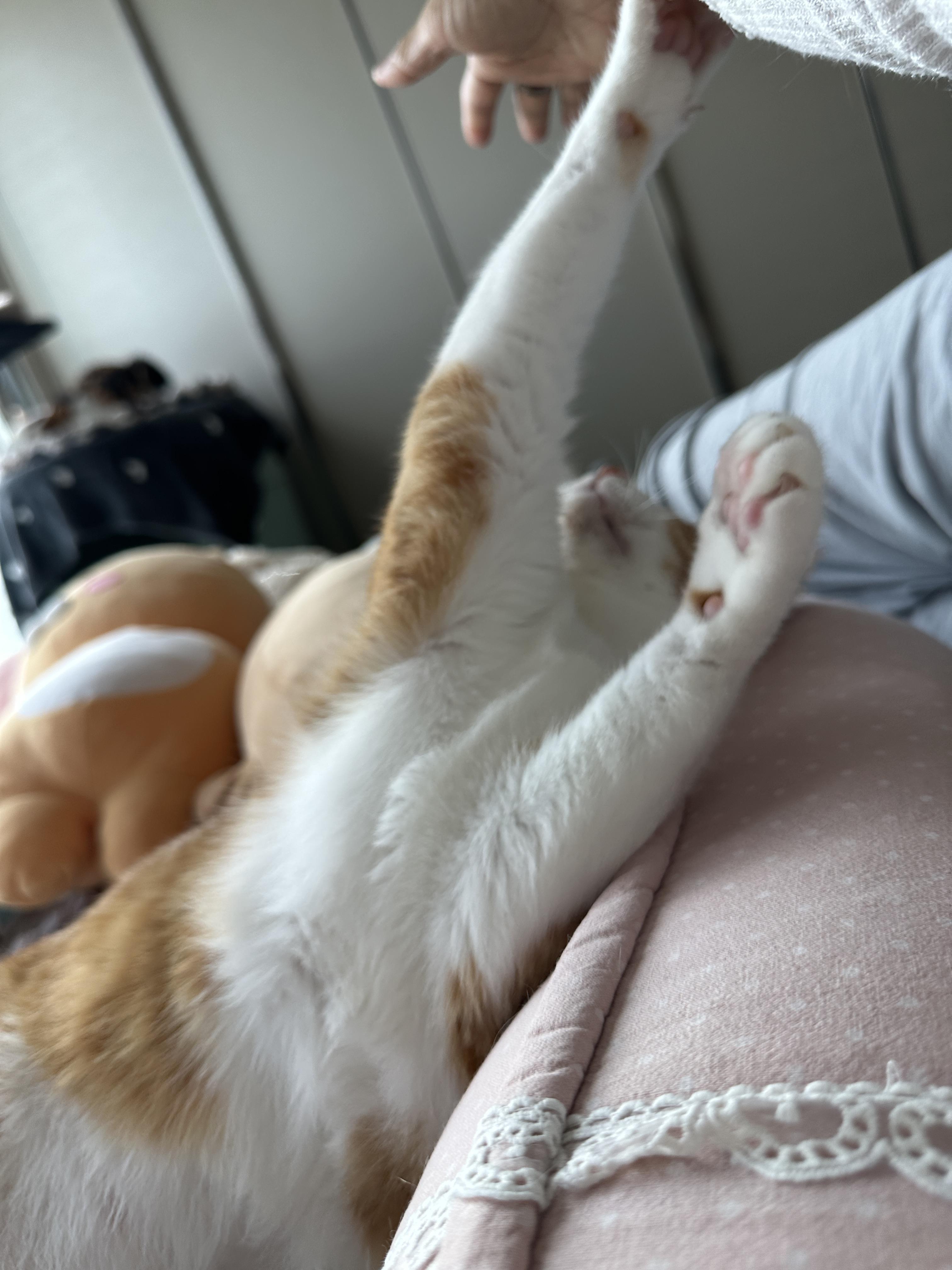 엄마_손을_잡으려고_두_앞발을_쭉_뻗은_호야