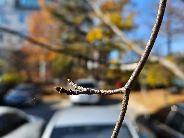 산딸나무 겨울눈