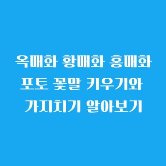 옥매화 황매화 홍매화 포토 꽃말 키우기와 가지치기 알아보기