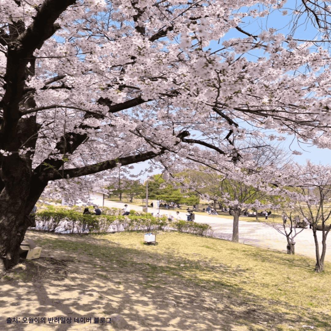 여의도-한강공원-벚꽃