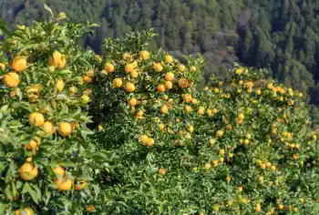 유자 가격 및 효능&amp;#44; 영양성분