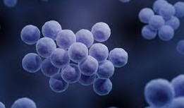 황색포도알균 / 황색포도상구균