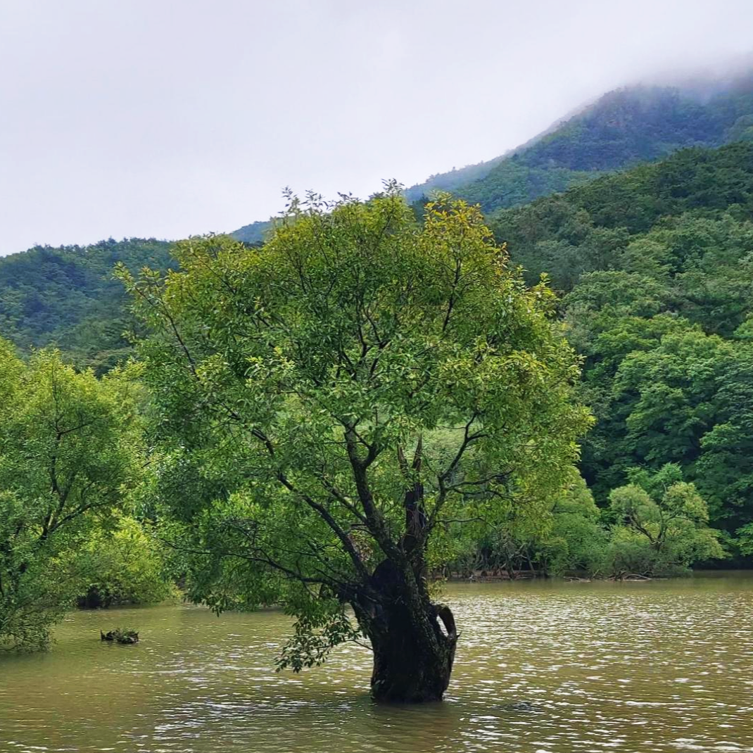 경북 청송군 주산지 왕버들