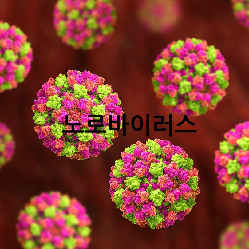 노로바이러스증상