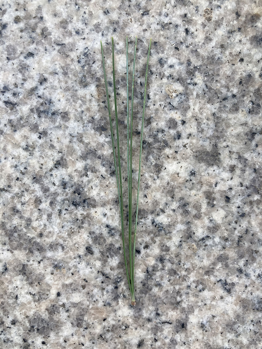 스트로브잣나무