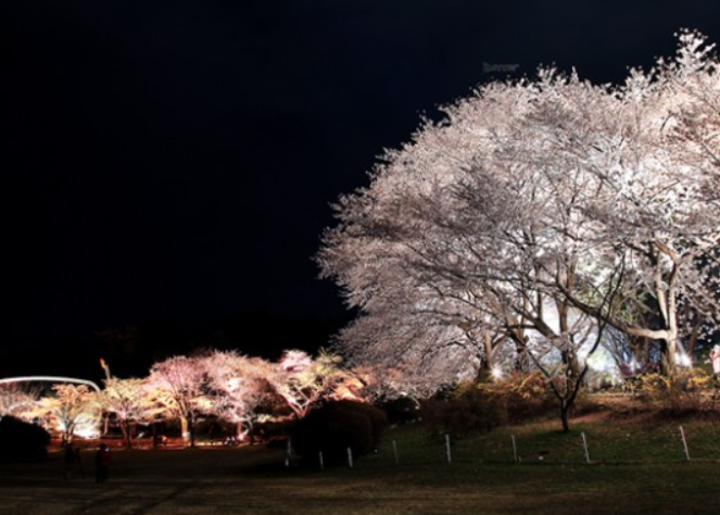 전주-벚꽃-명소