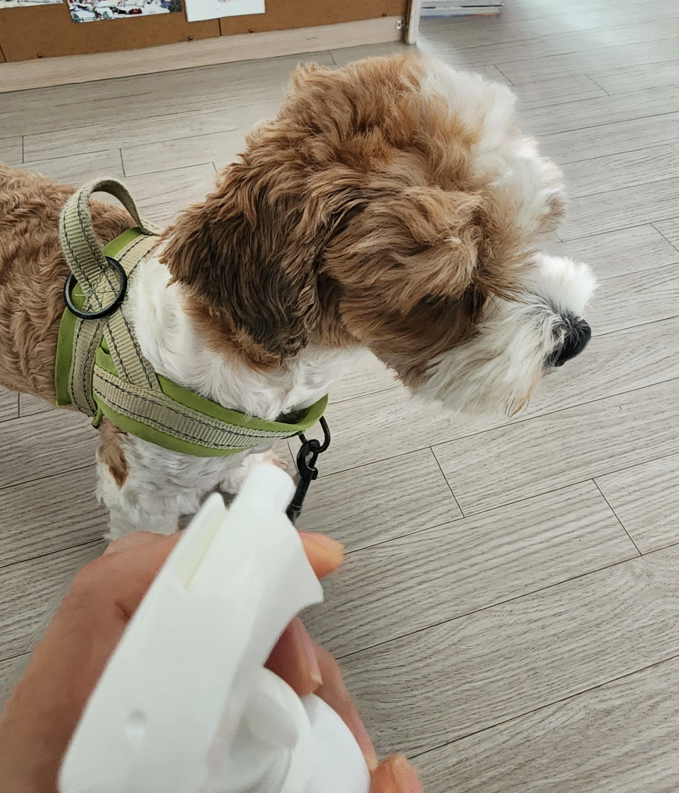 반려견 산책 필수템 진드기 퇴치 스프레이