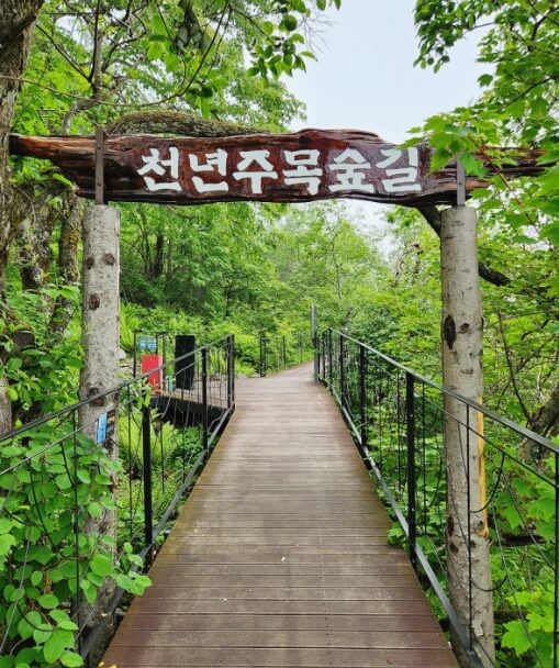 천년주목숲길