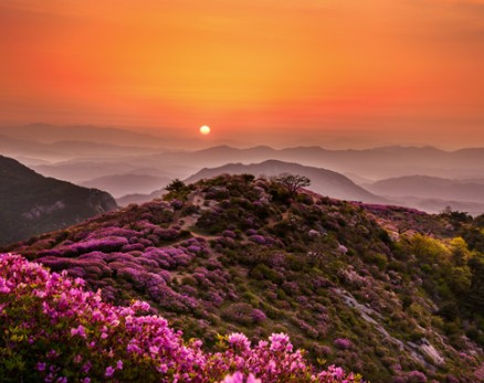 황매산 철쭉축제