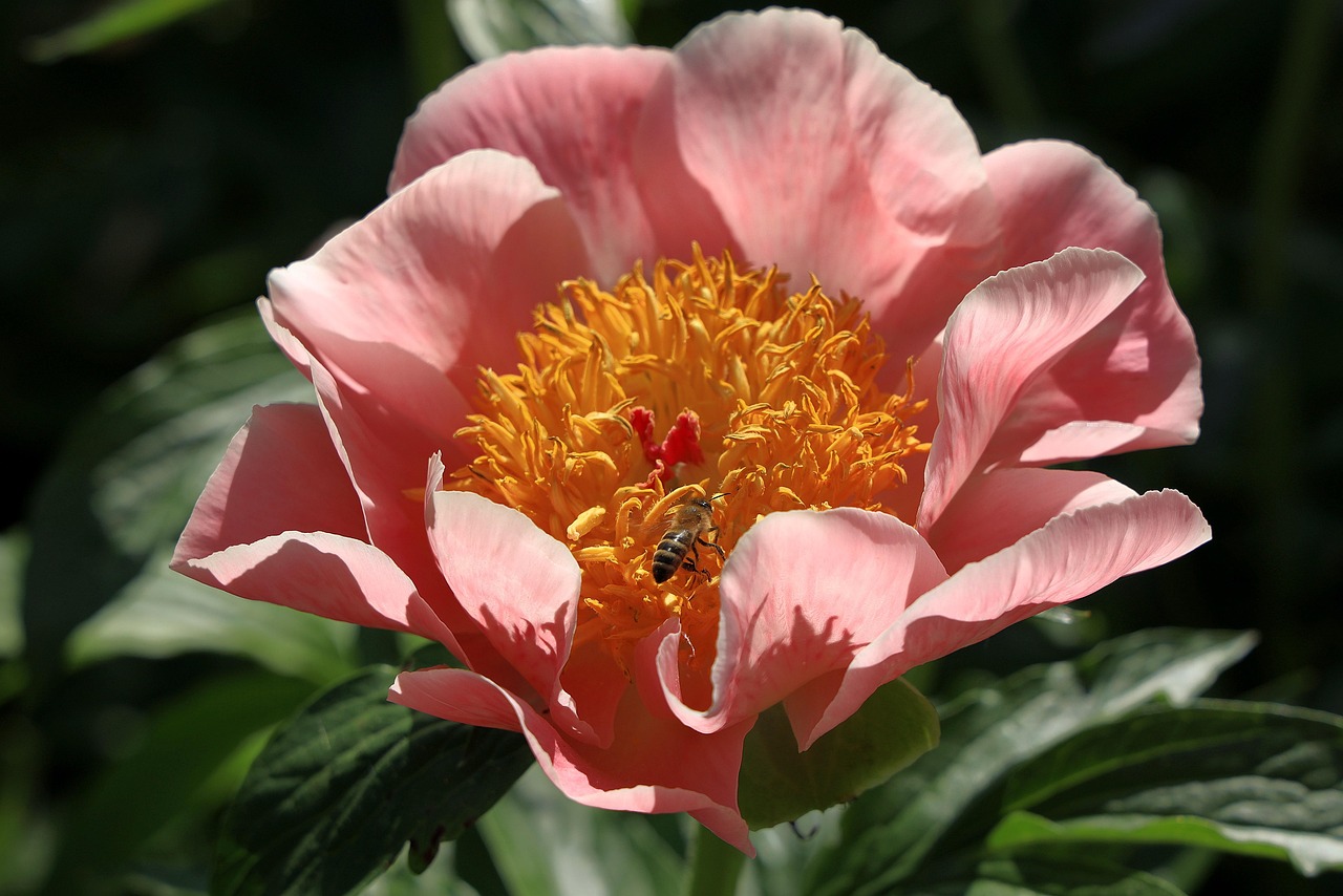 영천 작약꽃 축제