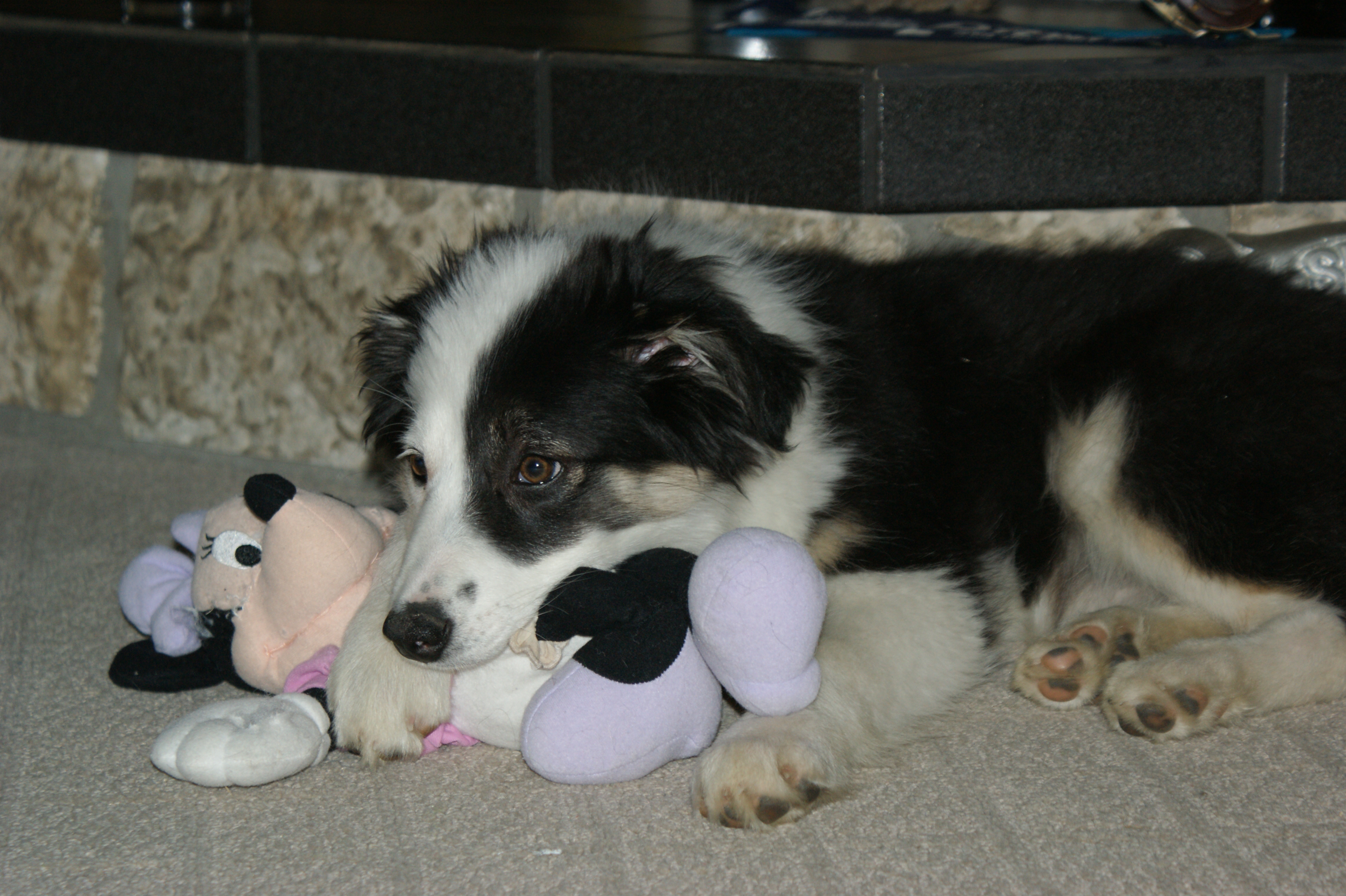 강아지 놀이 관련 사진