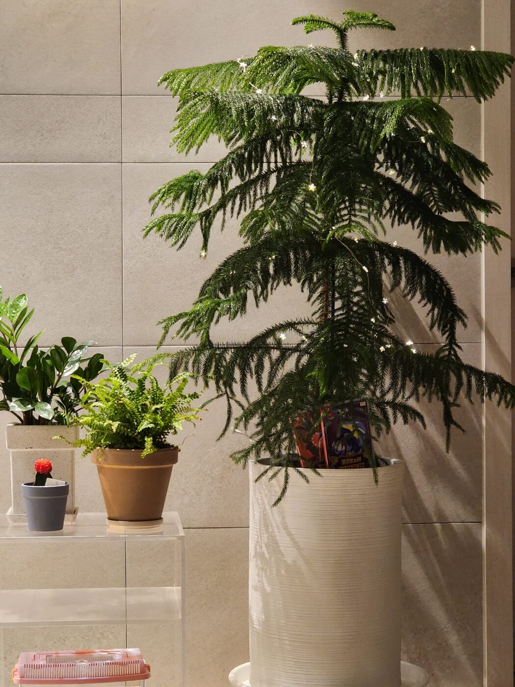 많이성장한2022년도아라우카리아