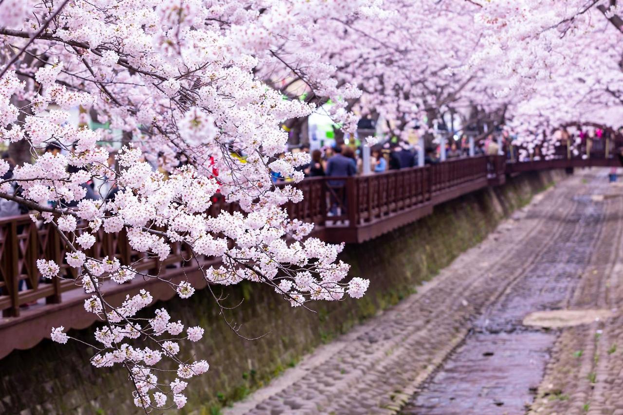 2026 진해군항제 셔틀버스 노선 확인하러 가기