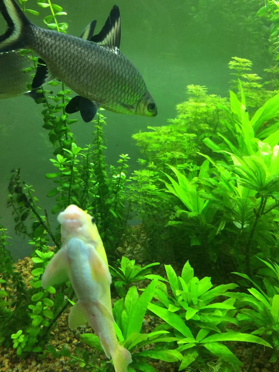 소형 열대어가 수면 근처에만 머문다면, 산소 부족일까, 스트레스일까?