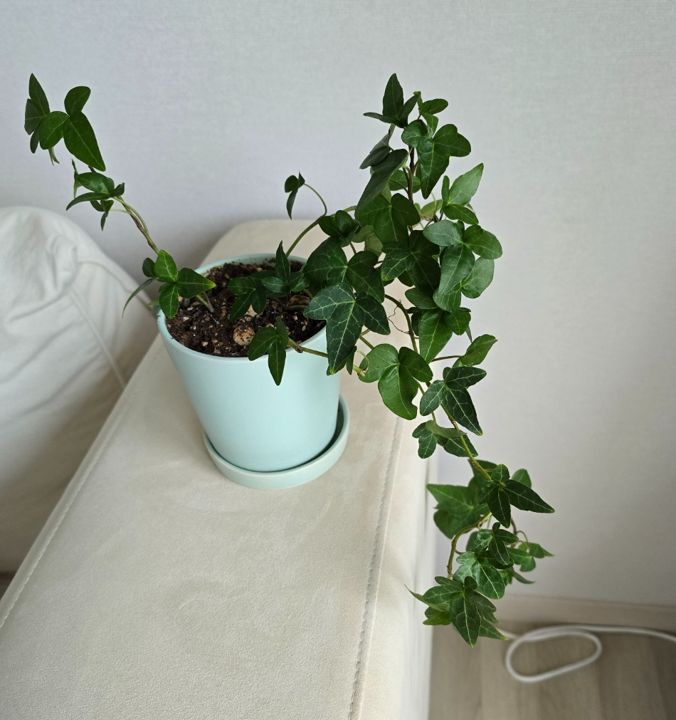 5개월전의 아이비