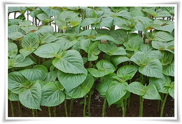 &quot;10월, 들깨 수확해야 해요!&quot; 건강과 맛을 한 번에 얻는 들깨 수확법!