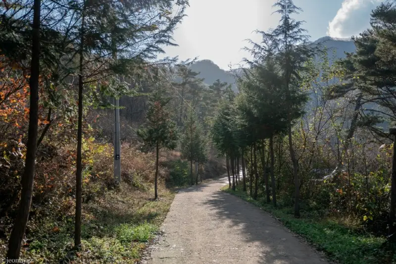 완주 공기마을 편백나무숲2