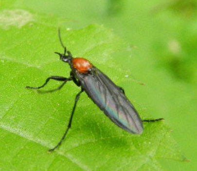 러브버그-퇴치방법-사진