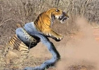 거대한-구렁이와-호랑이가-싸우다-하랑이-몸통을-칭칭감아죄는-구렁이