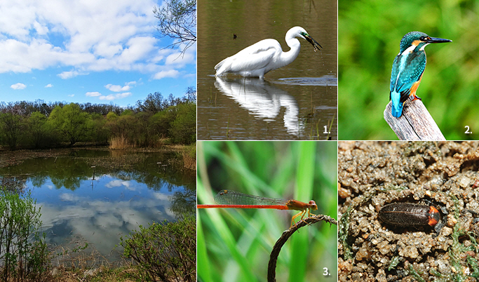 길동 생태공원 습지