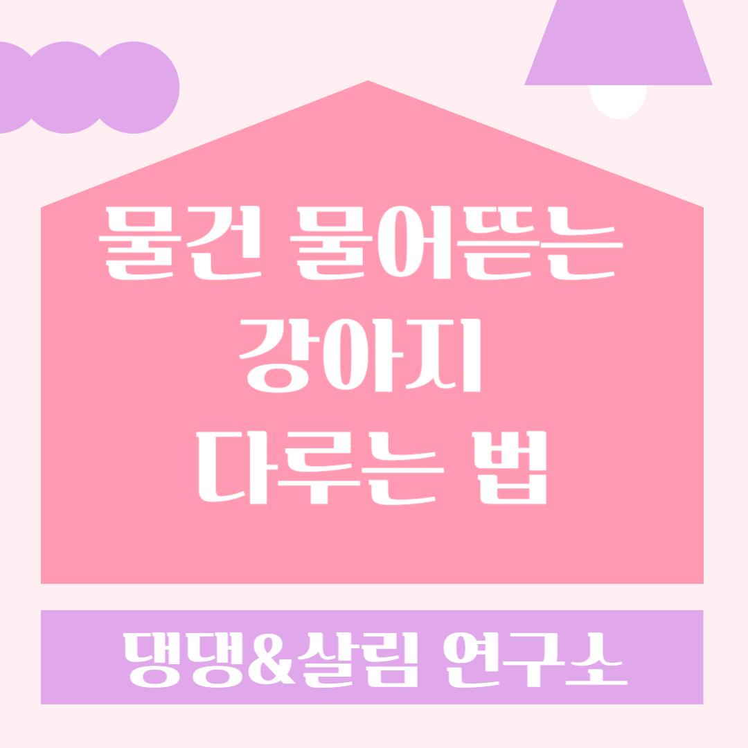 강아지훈련