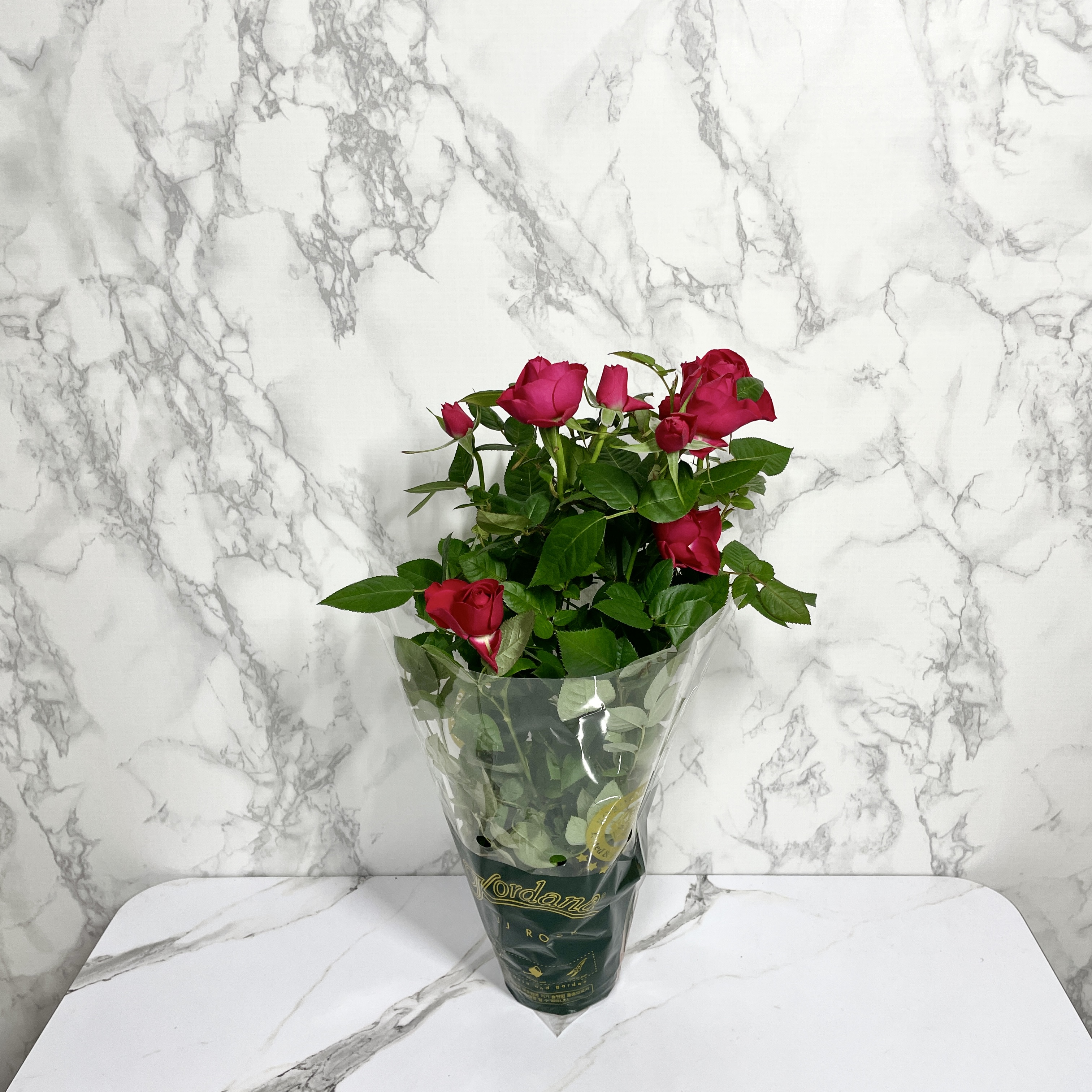 장미 키우기 꽃말 삽목시기