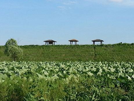 함안 악양둑방 꽃양귀비 꽃구경