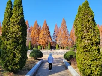 경상남도 수목원 5월의 꽃 관음죽꽃 핑퐁나무 황금자주달개비 마가렛 만첩빈도리 자란 크레이프자스민_17