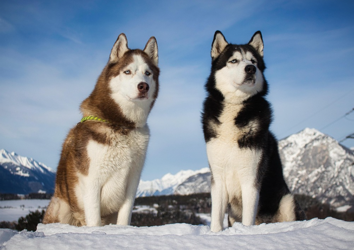 눈 밭에 앉아있는 허스키 두 마리