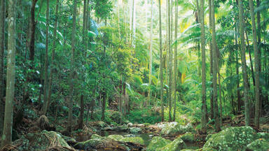 유네스코 세계유산 호주의 곤드와나 열대우림