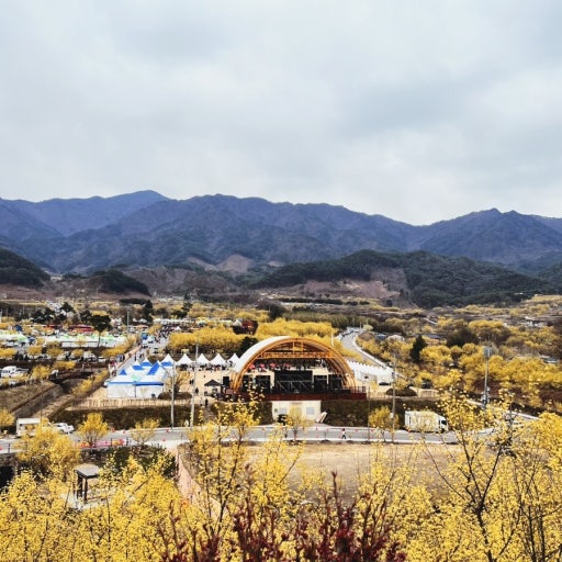 구례 산수유꽃축제 사진